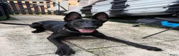 Belgian Shepherd Dog dogs for sale: Female Belgian Malinois  - Advert 3