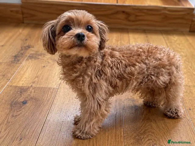 Maltipoo dogs Asian/Korean Maltipoo. DNA tested parents. - Advert 2