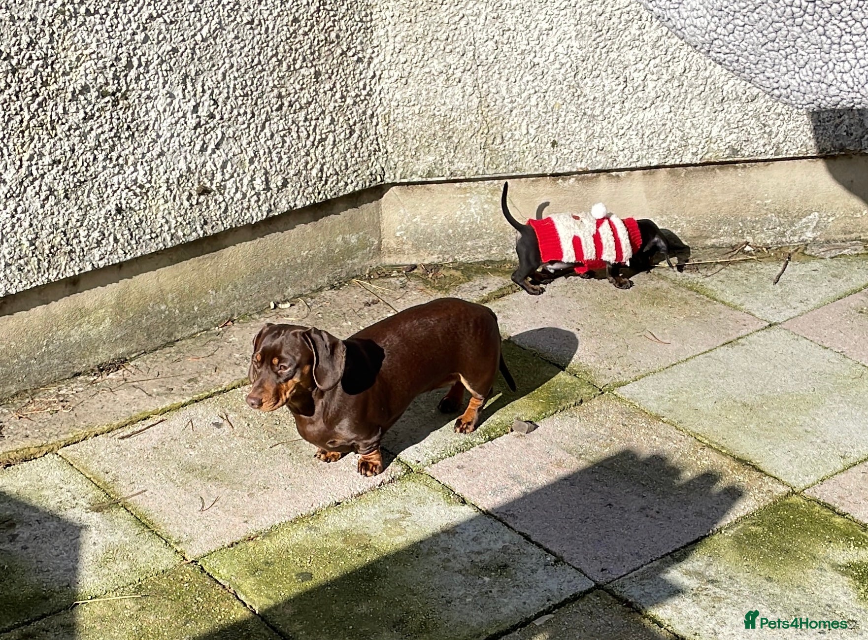 Miniature Dachshund dogs Beautiful litter of miniature daschunds  - Advert 1