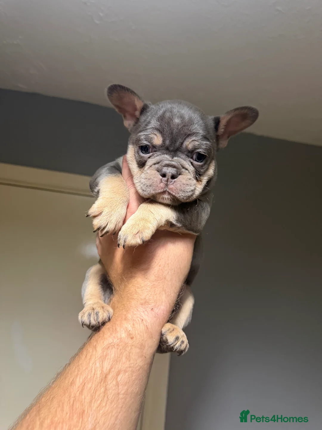 French Bulldog dogs for sale: French Bulldog Puppies  - Advert 1