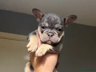 French Bulldog dogs French Bulldog Puppies - Advert 19