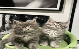 Maine Coon cats for sale: Stunning Mainecoon Kittens - Image 14