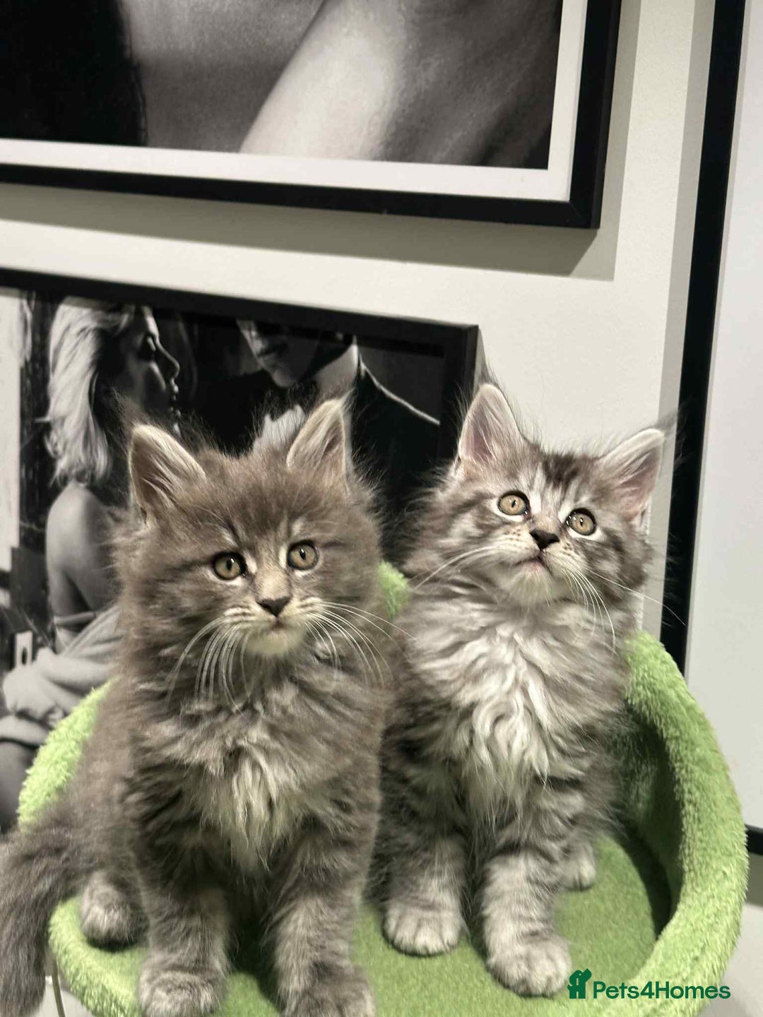 Maine Coon cats for sale: Stunning Mainecoon Kittens - Image 14
