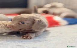 Miniature Dachshund dogs for sale: Stunning Isabella mini reg 5* health cert ready - Image 14