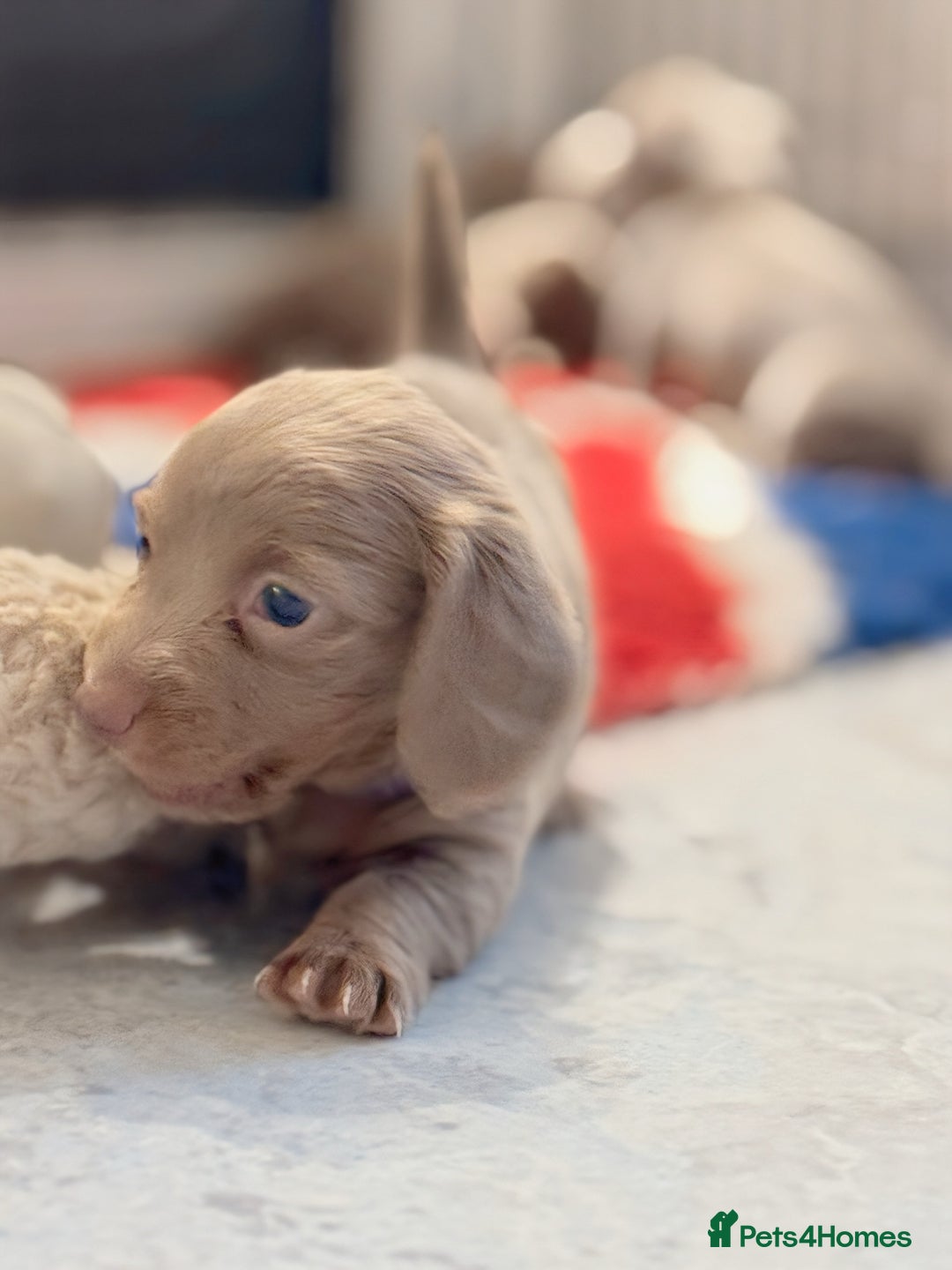 Miniature Dachshund dogs for sale: Stunning Isabella mini reg 5* health cert ready - Image 14