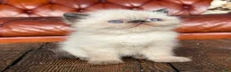 Exotic cats for sale: Last Remaining  Exotic Shorthair Kitten - Advert 10