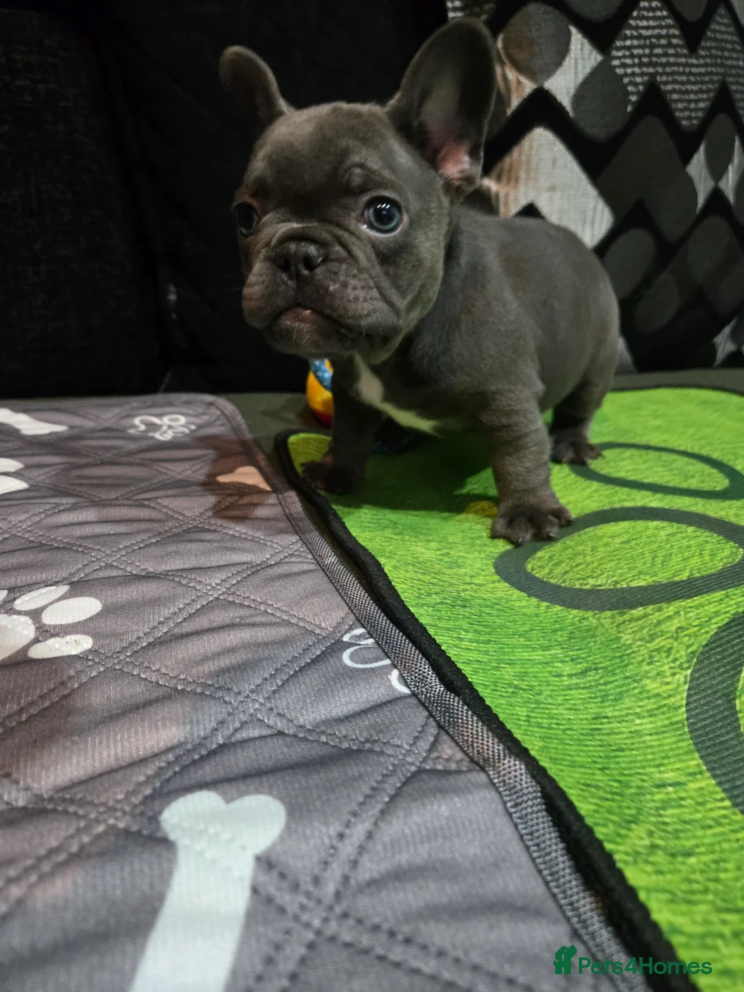 French Bulldog dogs for sale: 2 Frenchie pups ready 1 week - Advert 11