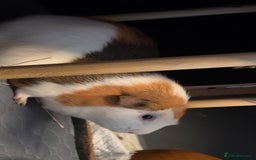 Guinea Pig rodents for sale: 2 male guinea pigs for sale  - Image 4
