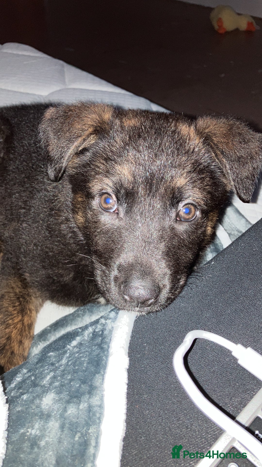 German Shepherd dogs for sale: German shepherd cross Belgian malinois  - Advert 3