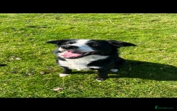Border Collie dogs for sale: Border collie puppies - Image 3