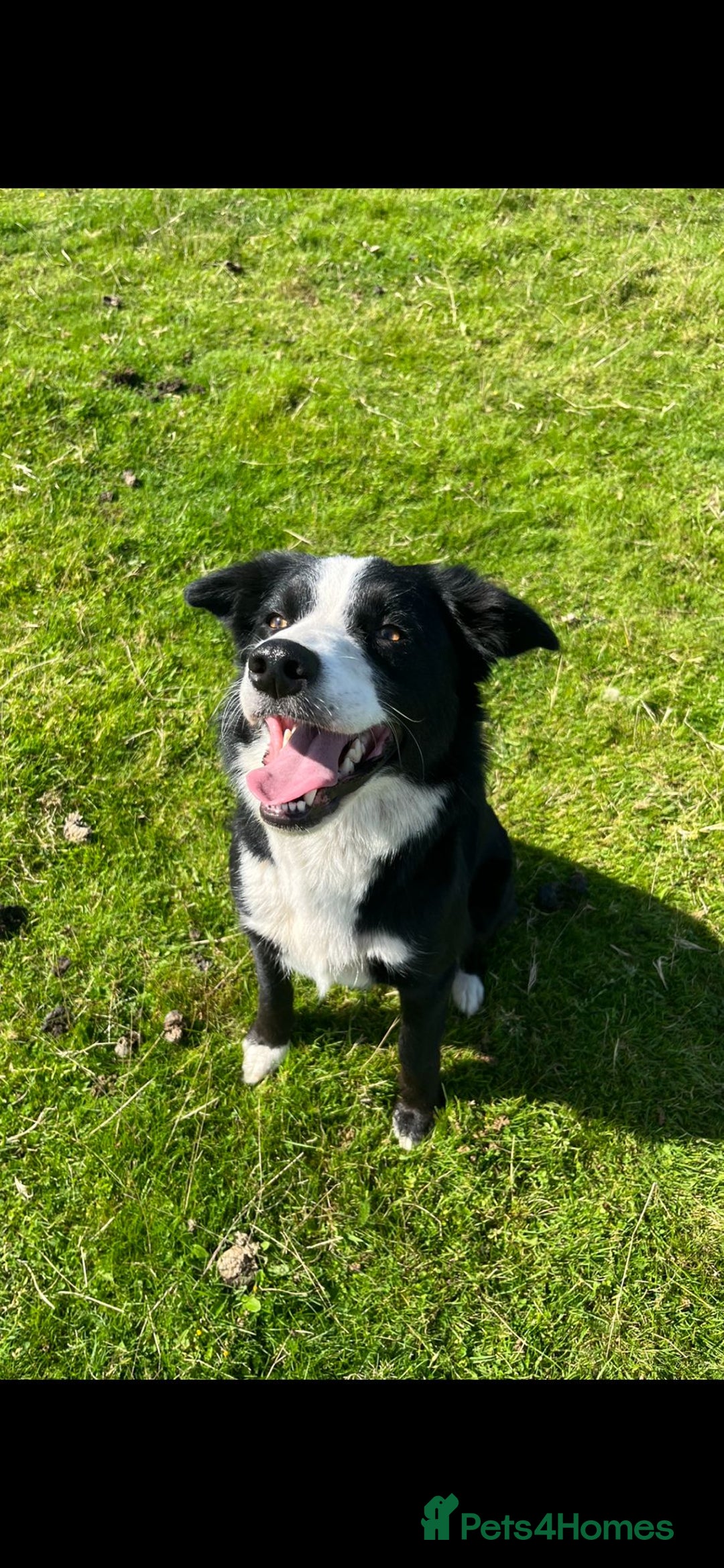 Border Collie dogs for sale: Border collie puppies - Image 3