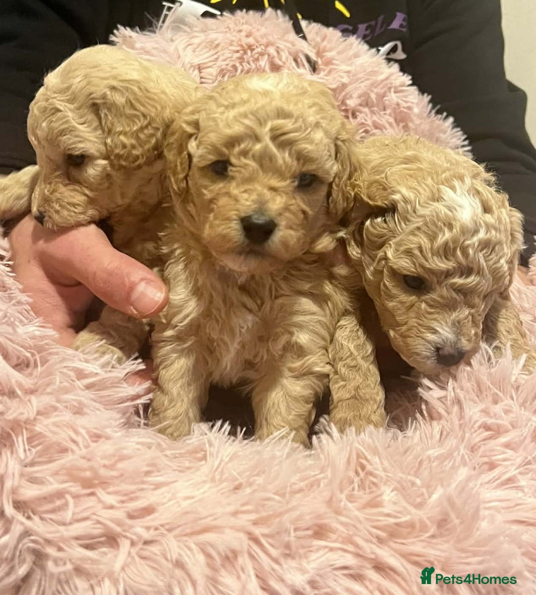 Maltipoo dogs for sale: Beautiful Maltipoo Puppies for Sale – 3 Boys - Advert 1