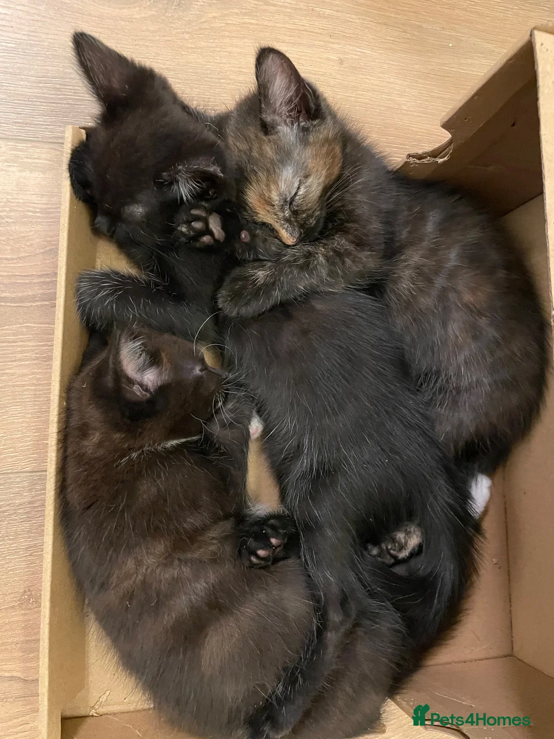 Mixed Breed cats for sale: Gorgeous mixed kittens - Advert 2