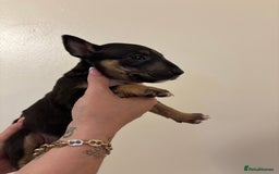 English Bull Terrier dogs for sale: Champion line bull terriers  - Image 16