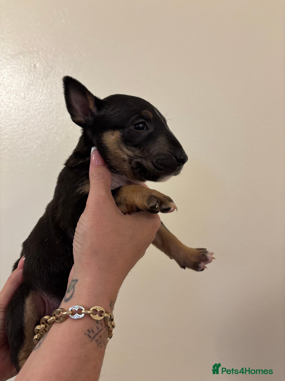 English Bull Terrier dogs for sale: Champion line bull terriers  - Image 16