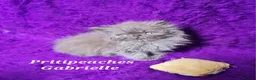 Persian cats for sale: Gccf Registered Persian Kittens  - Advert 4