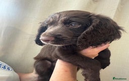 Sprocker dogs for sale: Stunning Sprocker Spaniel puppies  - Image 9