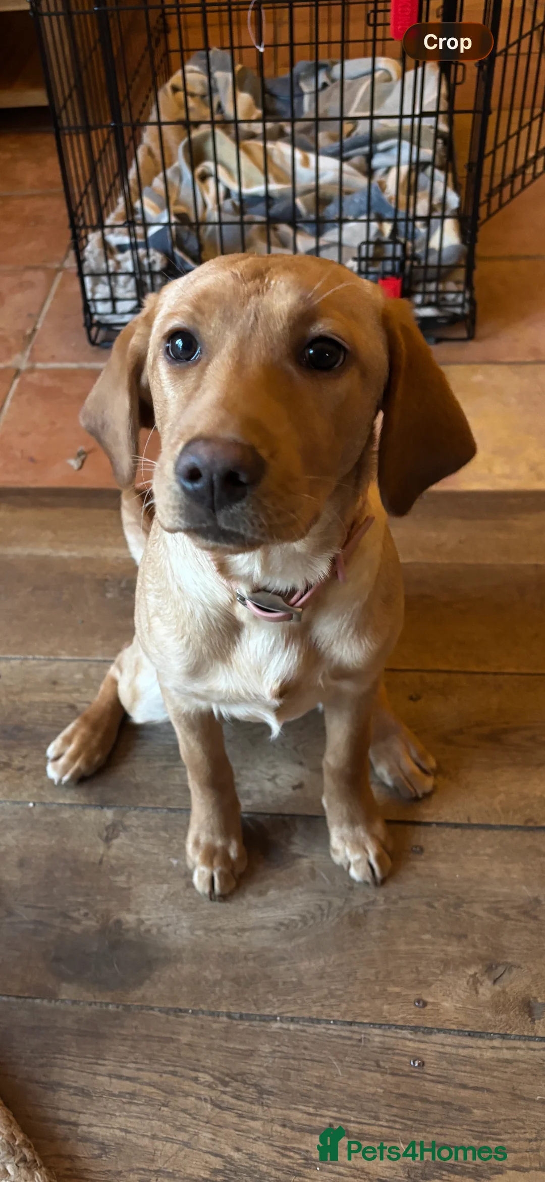 Labrador Retriever dogs for sale: 2 Golden/fox red labradors  - Advert 5