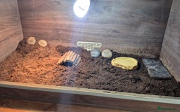 Hermann Tortoise reptiles for sale: Beautiful Hermann tortoise for sale  - Image 5