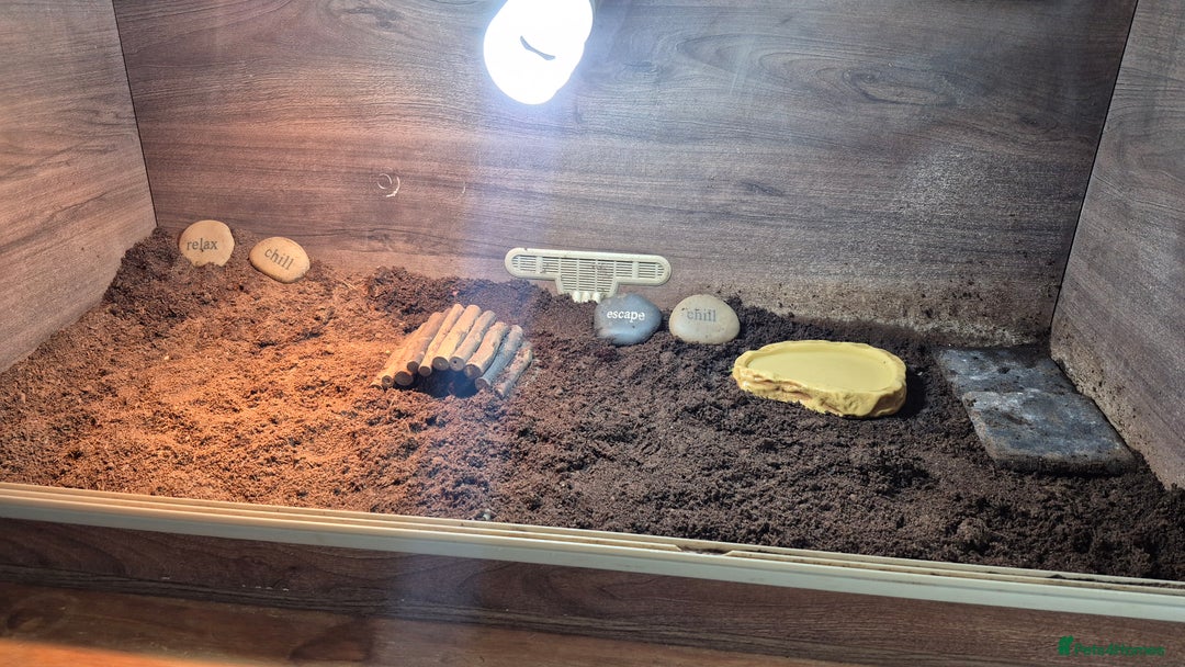 Hermann Tortoise reptiles for sale: Beautiful Hermann tortoise for sale  - Image 5