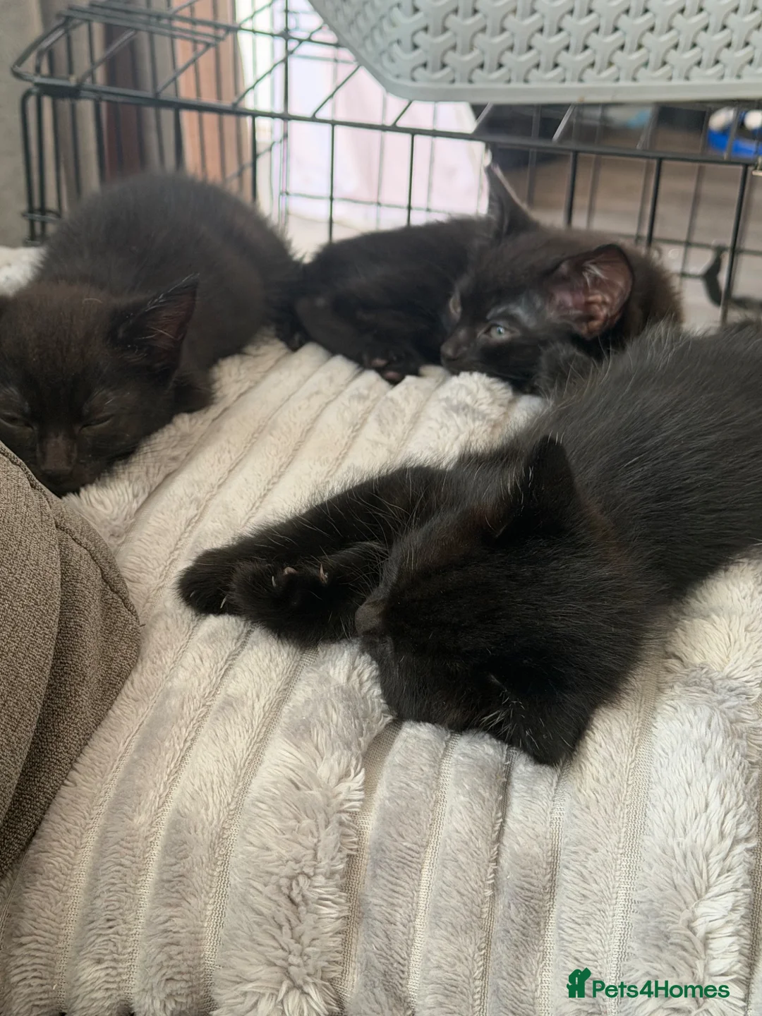 Domestic Shorthair cats for sale: Last 3 kittens of litter of 10  - Advert 2