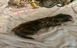Bengal cats for sale: Bengal cross Maine coon - Image 13