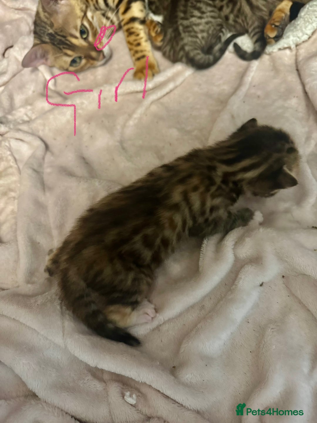 Bengal cats for sale: Bengal cross Maine coon - Image 13