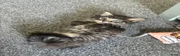 Mixed Breed cats for sale: Kitten in Wakefield - Advert 6