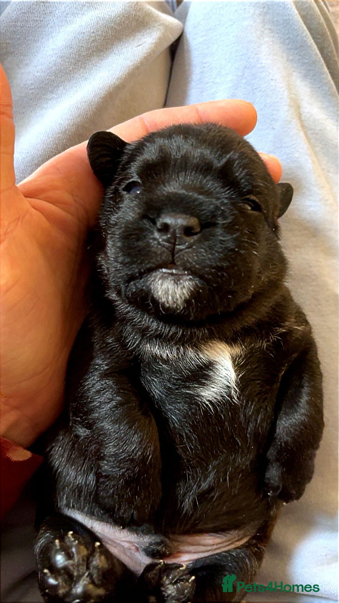 American Bully dogs for sale: RARE FLUFFY POCKET BULLIES - Image 3
