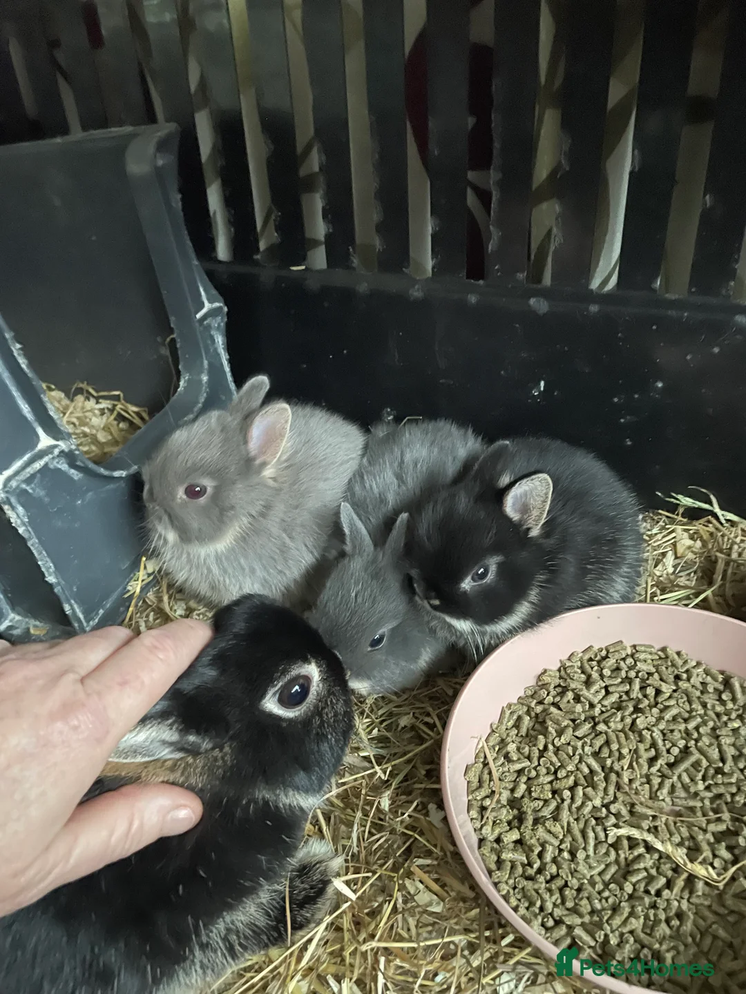 Netherland Dwarf rabbits for sale: NETHERLAND DWARF BABY RABBITS - Advert 4