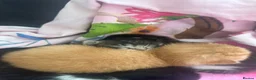 Mixed Breed cats for sale: Stunning Kittens - Advert 19