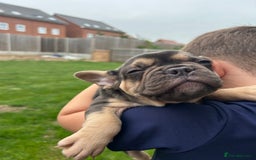 French Bulldog dogs for sale: 4 French bulldog puppies  - Image 6