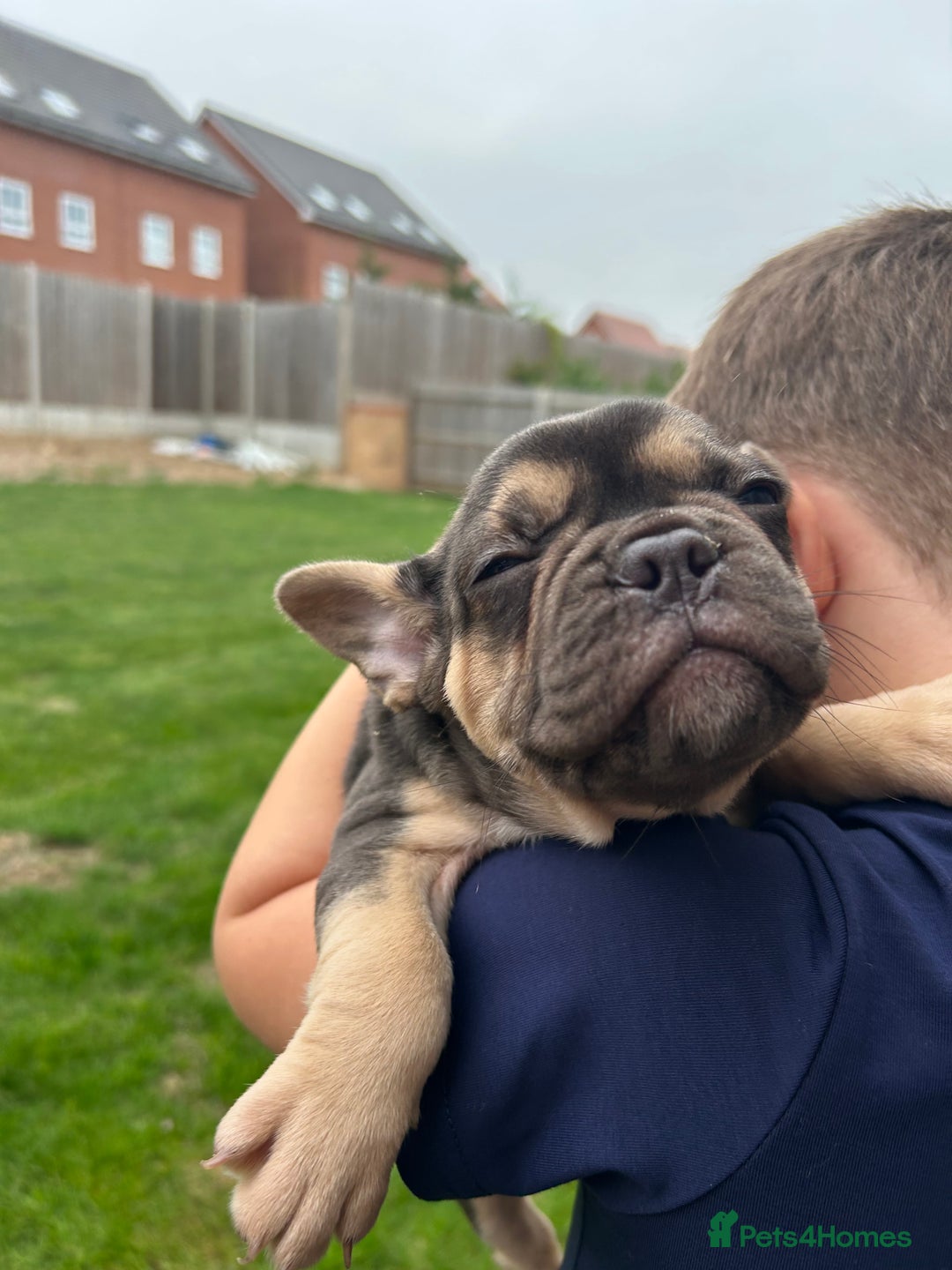 French Bulldog dogs for sale: 4 French bulldog puppies  - Image 6