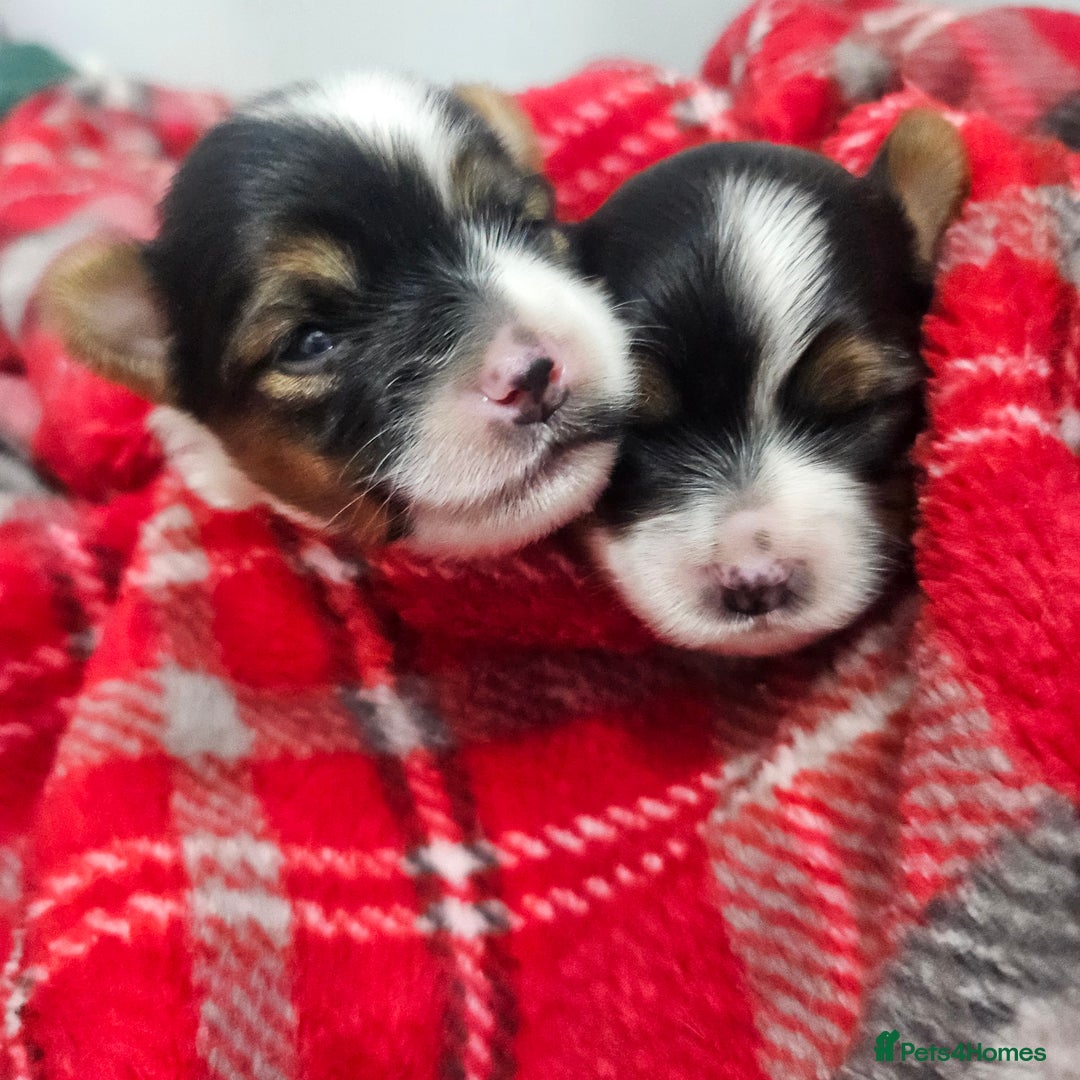 Yorkshire Terrier dogs for sale: Two beautiful Yorkshire Terrier (Biewer) puppies - Advert 19