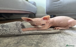 Sphynx cats for sale: Sphynx kittens - Image 6