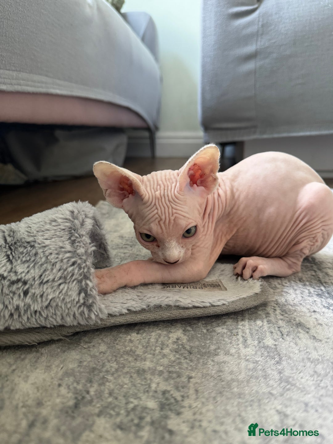 Sphynx cats for sale: Sphynx kittens - Image 6