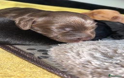 Cockerdor dogs for sale: Cockerdors  - Advert 10