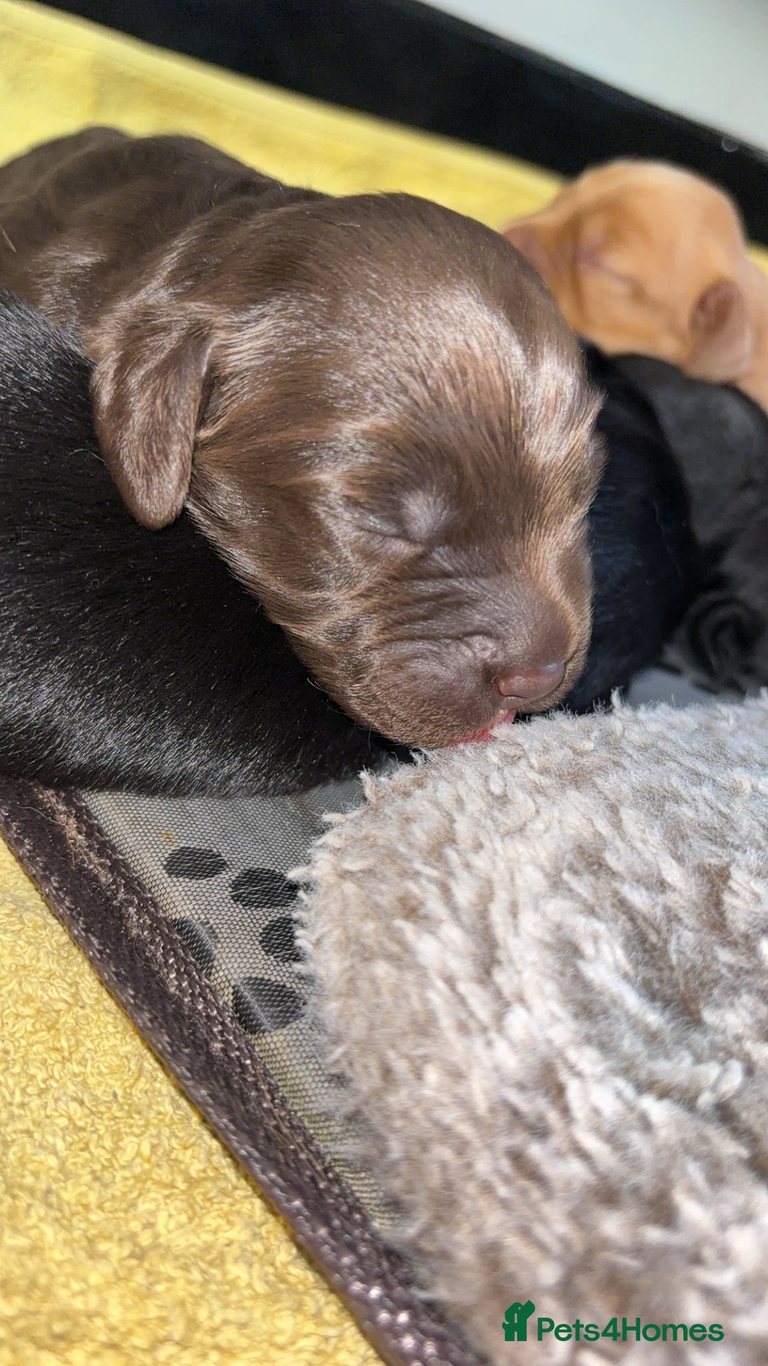 Cockerdor dogs for sale: Cockerdors  - Advert 10