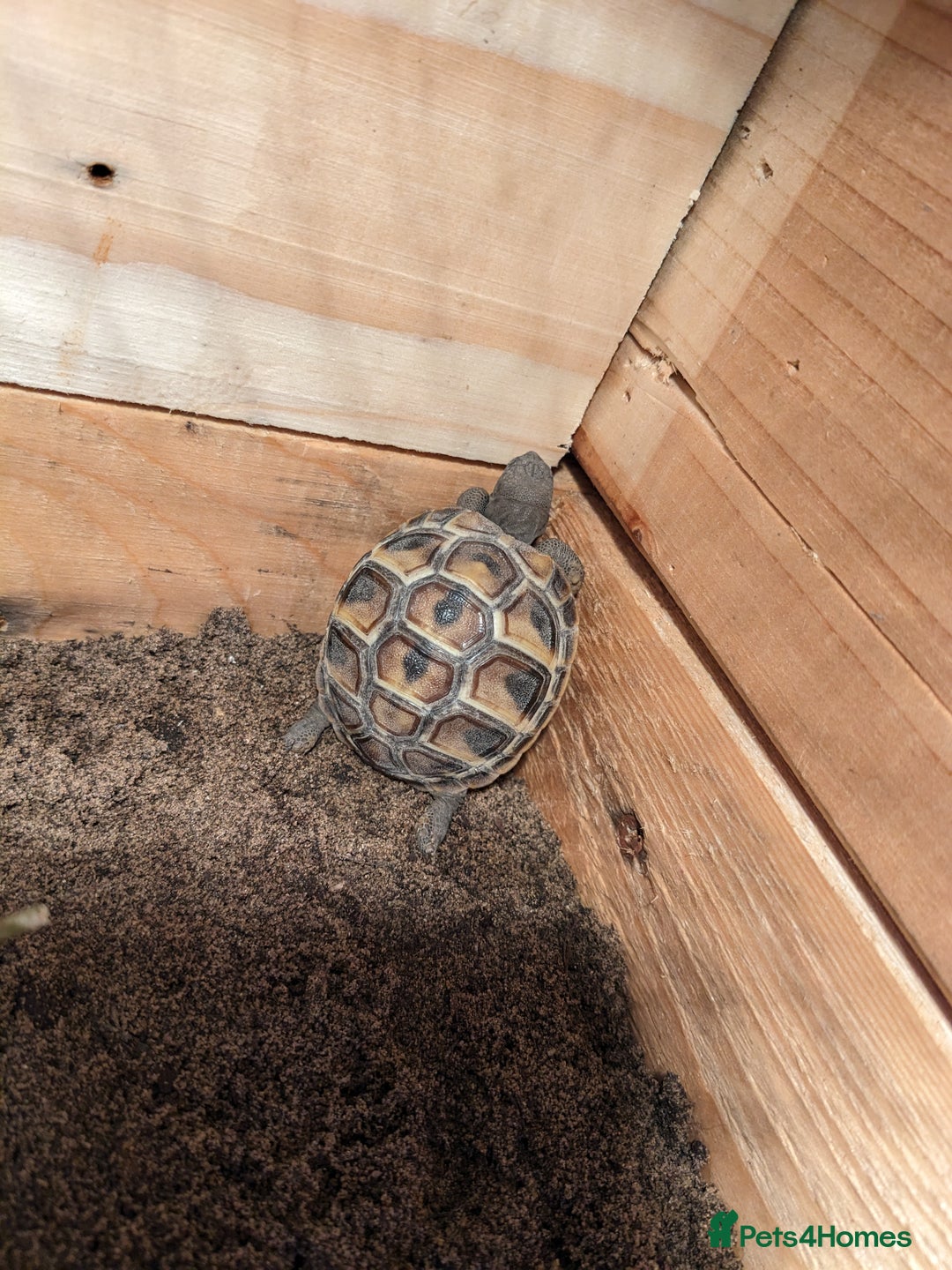 Tortoise reptiles for sale: Horsefield tortoise complete with everything - Advert 4