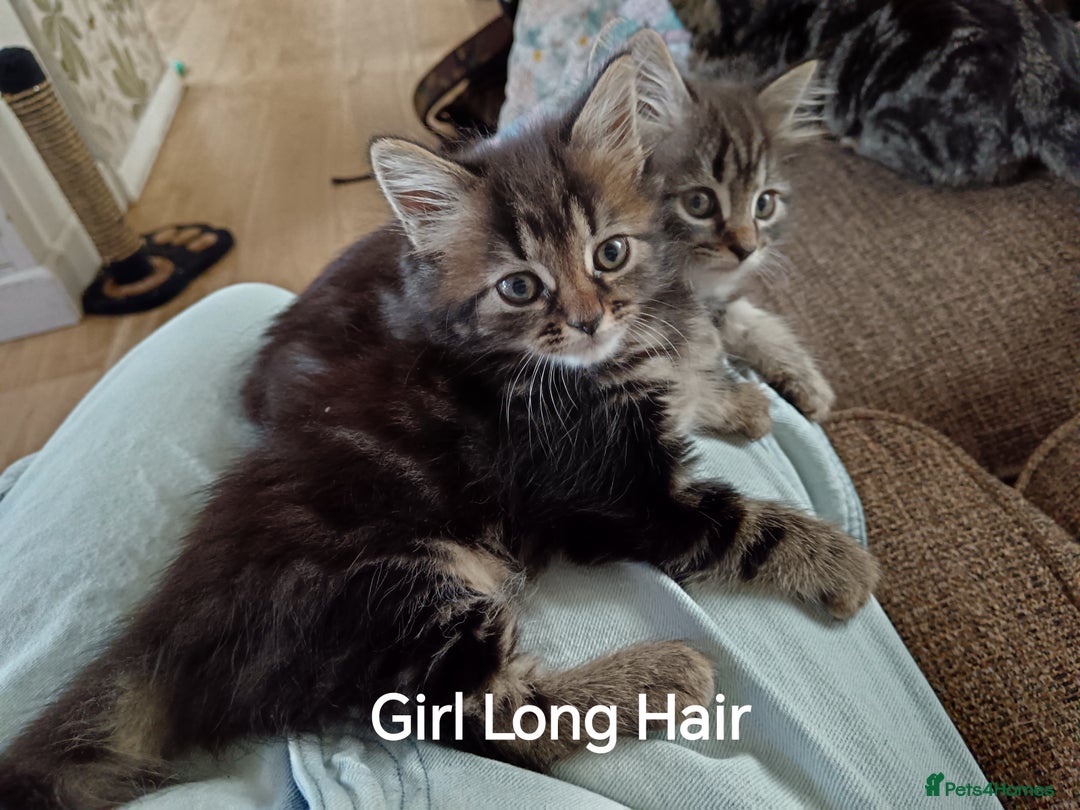 Mixed Breed cats for sale: Kittens Long Hair and Short Hair - Image 4