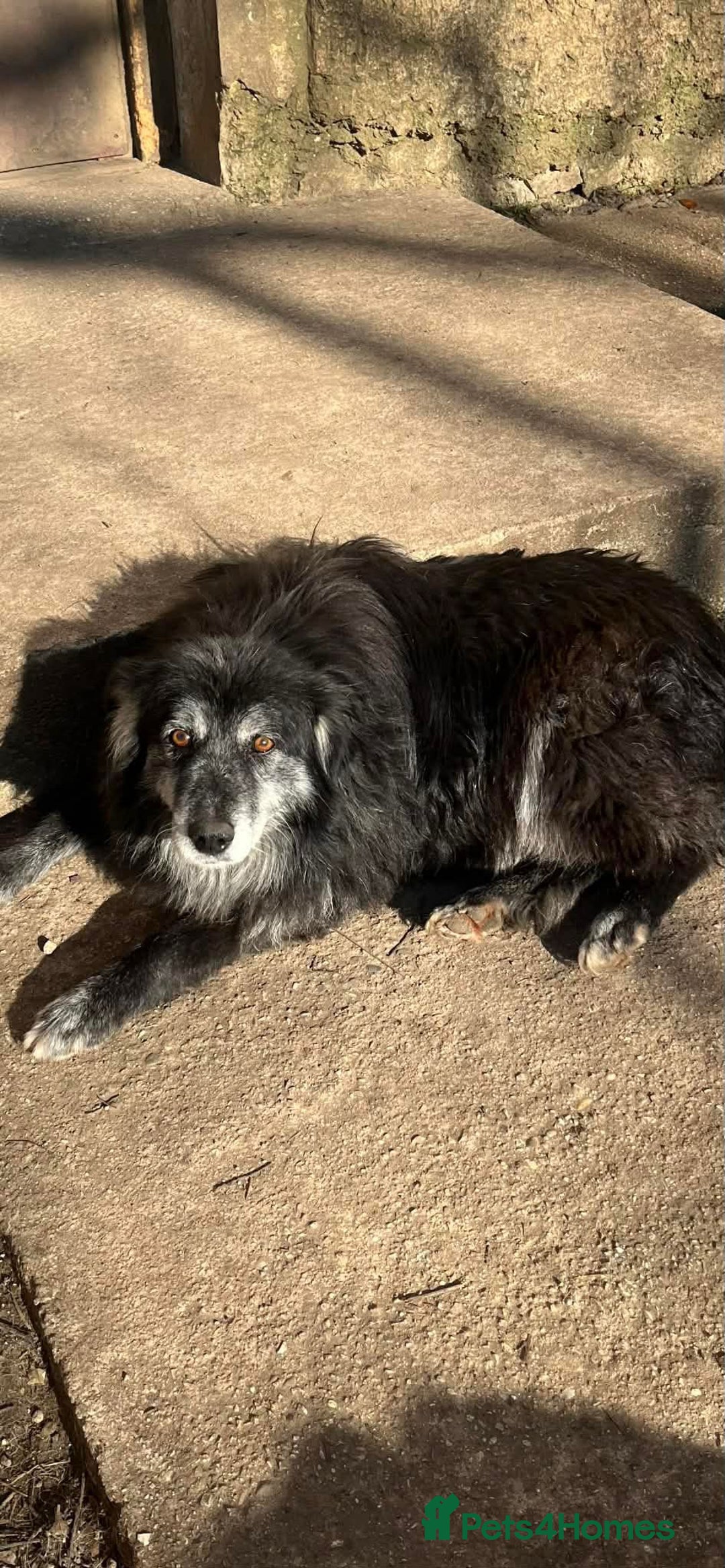 Mixed Breed dogs for adoption: Meet amazing MOOSE!!  - Advert 5