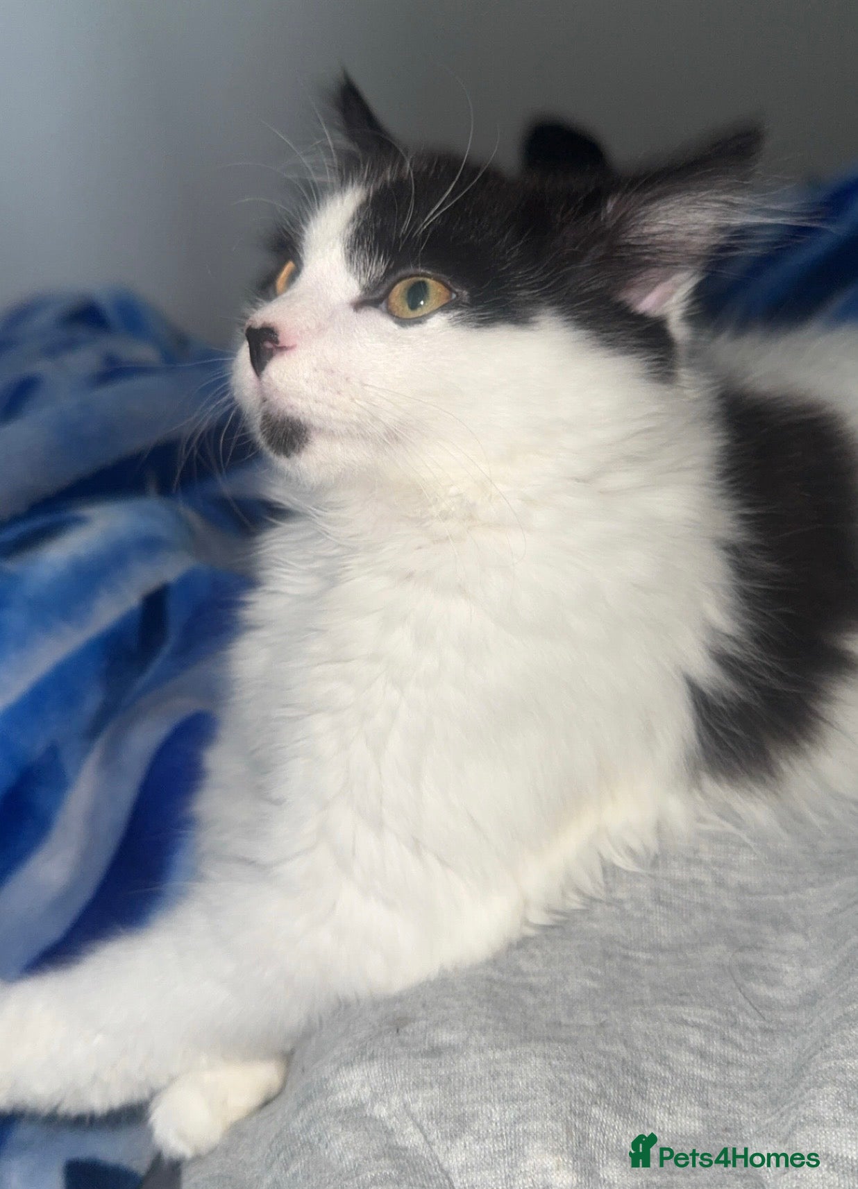 Domestic Shorthair cats for sale: 2 boys and 2 girl kittens - Advert 16