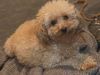 Toy Poodle dogs Kc reg male poodle - Advert 1