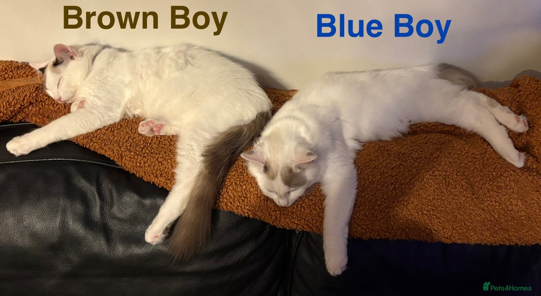Ragdoll cats for sale: Two Boy pure Ragdoll kittens-Reduced-Vaccinated - Image 1