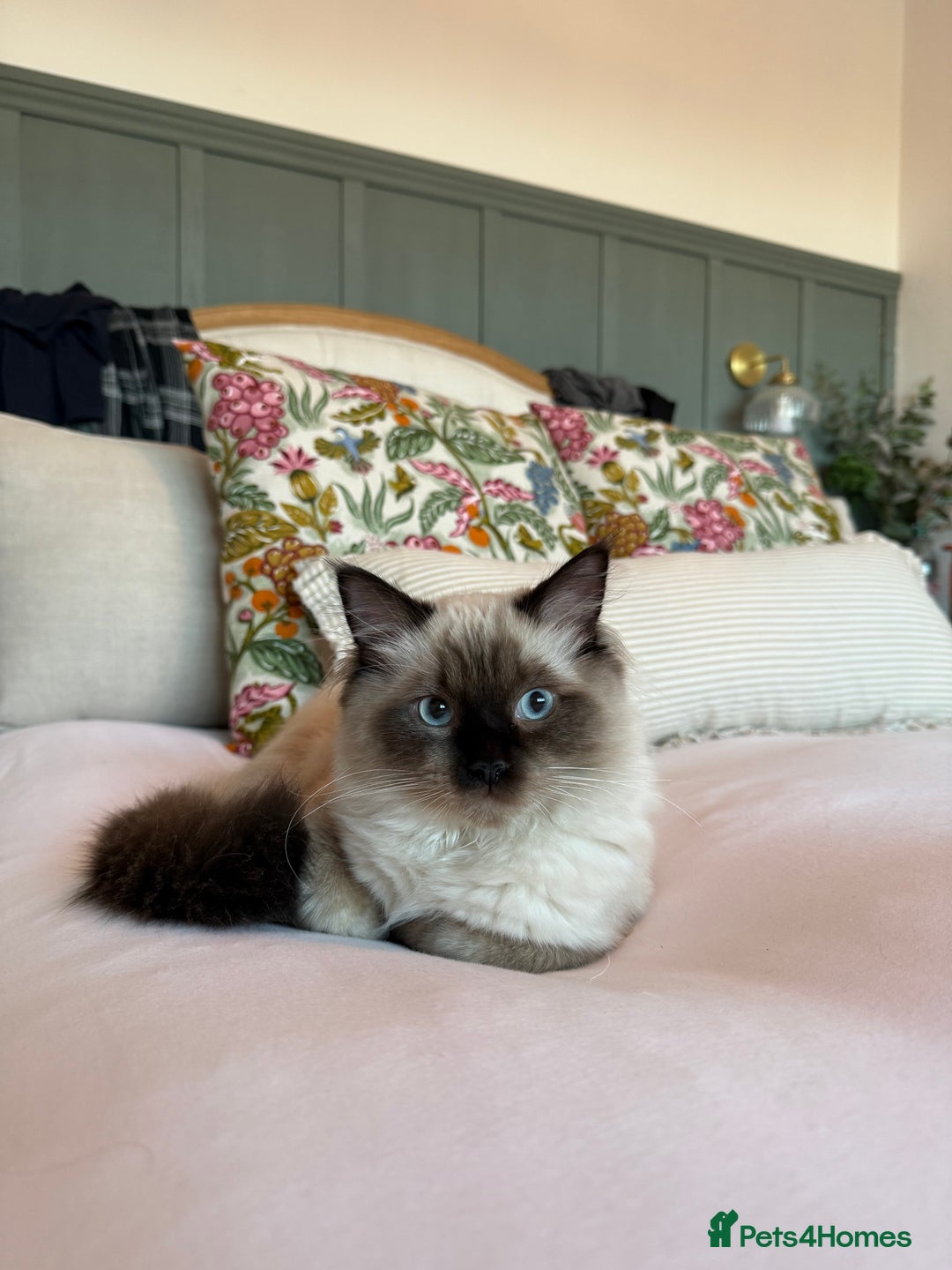 Ragdoll cats for sale: Ragdoll Boy for Rehoming - Advert 6