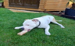 American Bulldog dogs for sale: Beautiful American Bulldog - Image 4