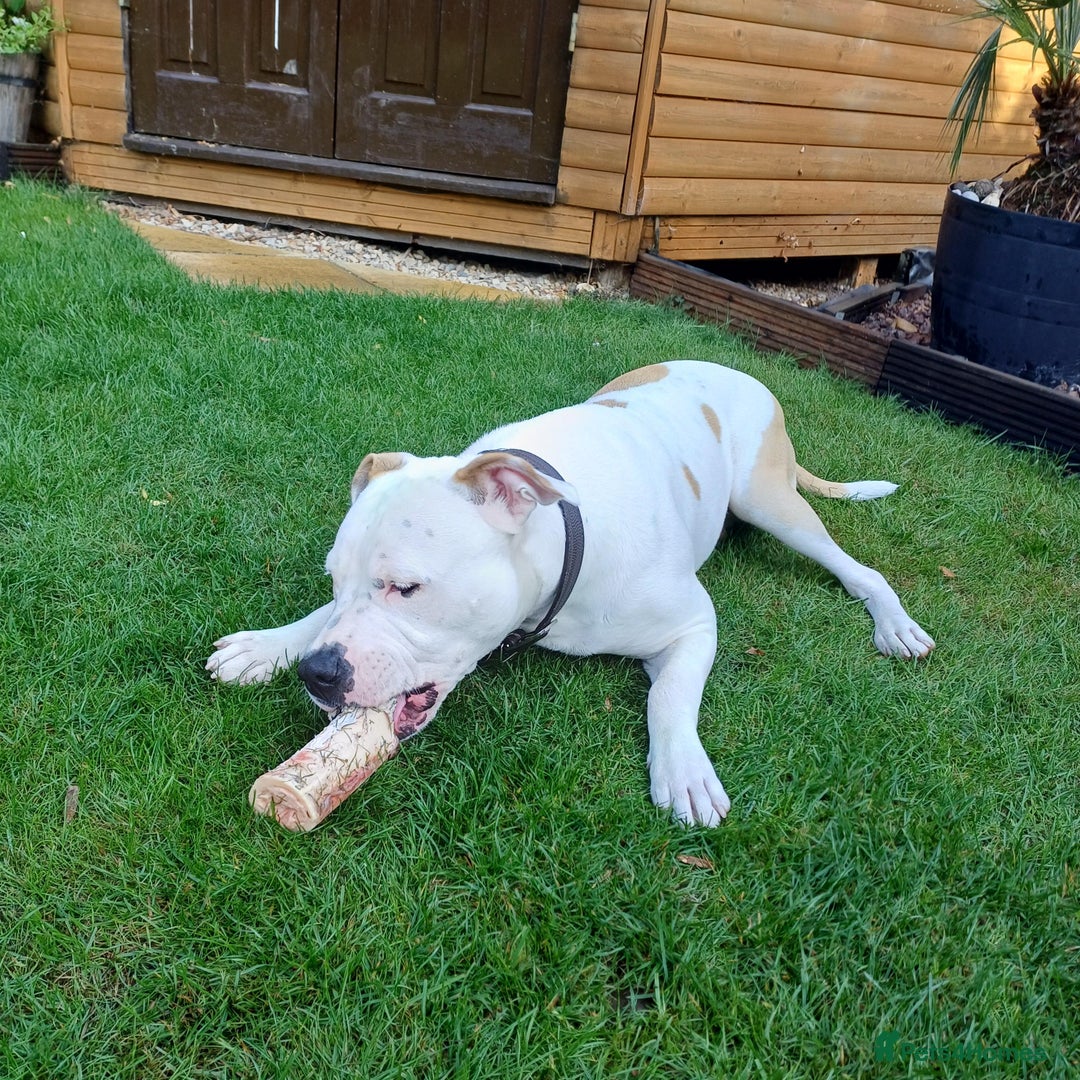American Bulldog dogs for sale: Beautiful American Bulldog - Image 4