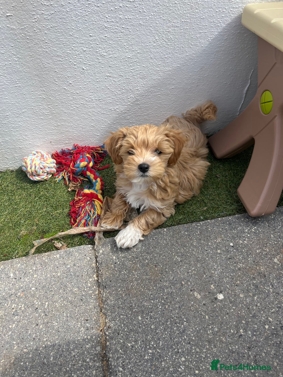 Maltipoo dogs for stud: Small Maltipoo Stud  - Image 11