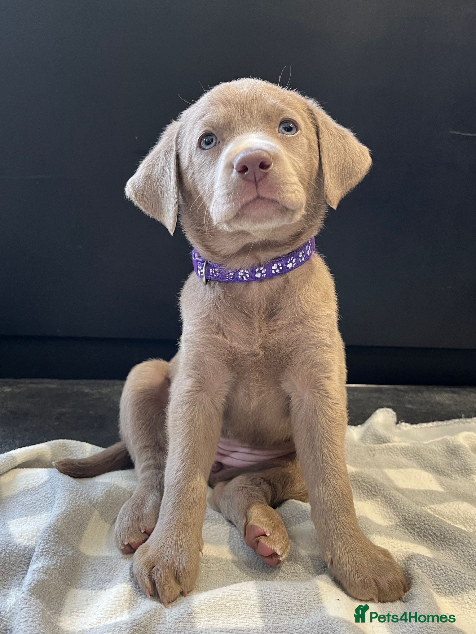 Labrador Retriever dogs for sale: ⭐Waiting list open for end of the year litters⭐  - Advert 1
