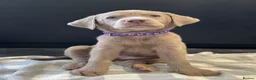 Labrador Retriever dogs for sale: ⭐Waiting list open for end of the year litters⭐  - Advert 1